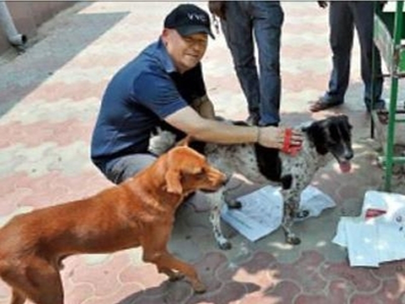 american pilot loves indian stray dogs | अमेरिकेतील कॅलिफोर्नियाच्या मॅडलिन शहरातील पायलटला लागला भारतातल्या गुडगावमधील भटक्या कुत्र्यांचा लळा