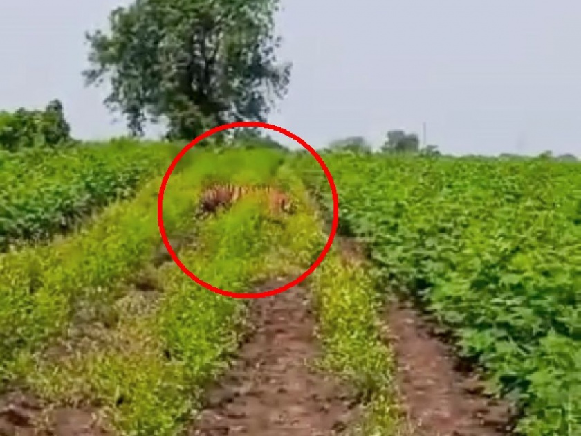 'Rocky' tiger appearing in the fields of Samudrapur is moving towards Chandrapur district | समुद्रपूरच्या शेत शिवारात दर्शन देणाऱ्या 'रॉकी'ची चंद्रपूर जिल्ह्याच्या दिशेने वाटचाल