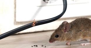 coronavirus : rodent problem in USA | उपाशी उंदरांचं टोळीयुद्ध: अमेरिकेत भूकेल्या उंदरांचा रस्त्यावर सुळसुळाट