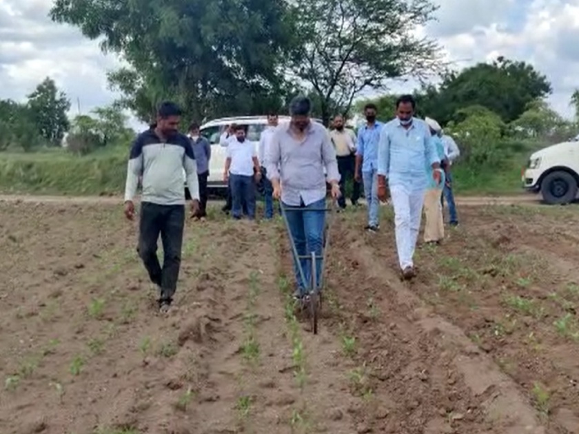 ncp leader rohit pawar farming in karjat jamkhed farm while on tour | Video : ... जेव्हा रोहित पवार यांना कोळपणी करण्याचा मोह आवरला नाही
