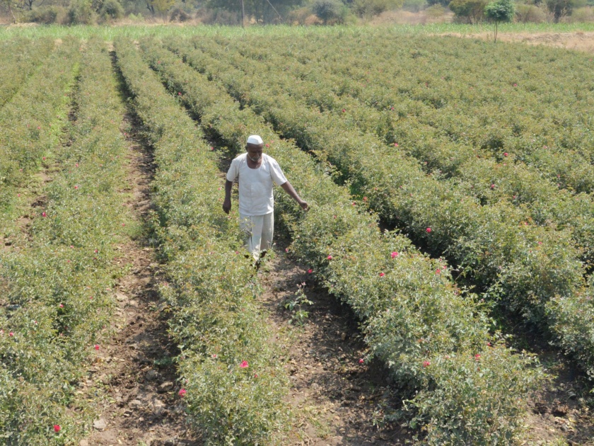 Due to the sweat of the farmer, rosy rose farming flourishes in the Tandulwadi area | शेतकºयाच्या घामातून तांदुळवाडी परिसरात बहरली मोहक गुलाबांची शेती