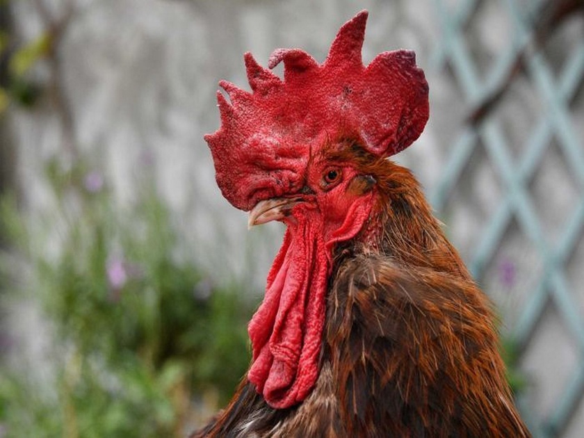 Rooster wins french court battle over right to make noise | ...आणि कोंबडा जिंकला; काहीच चूक नसल्यानं कोर्टानं केलं निर्दोष मुक्त
