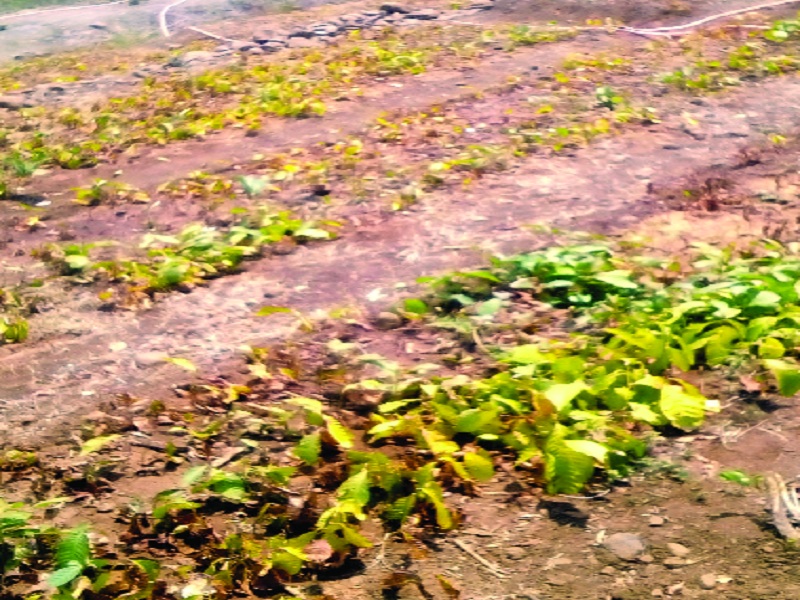 Thousands of seedlings of Ropewatike in Hadagaan have caused water damage | हदगाव येथील रोपवाटिकेतील हजारो रोपे पाण्याअभावी करपली