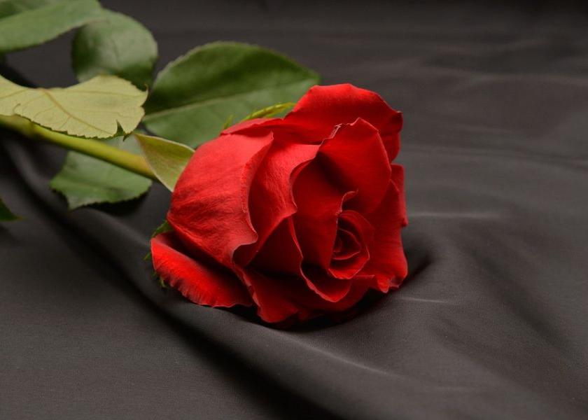 Today Rose Day: Give Roses .. accept Roses .. | आज रोज डे : गुलाब द्या.. गुलाब घ्या..