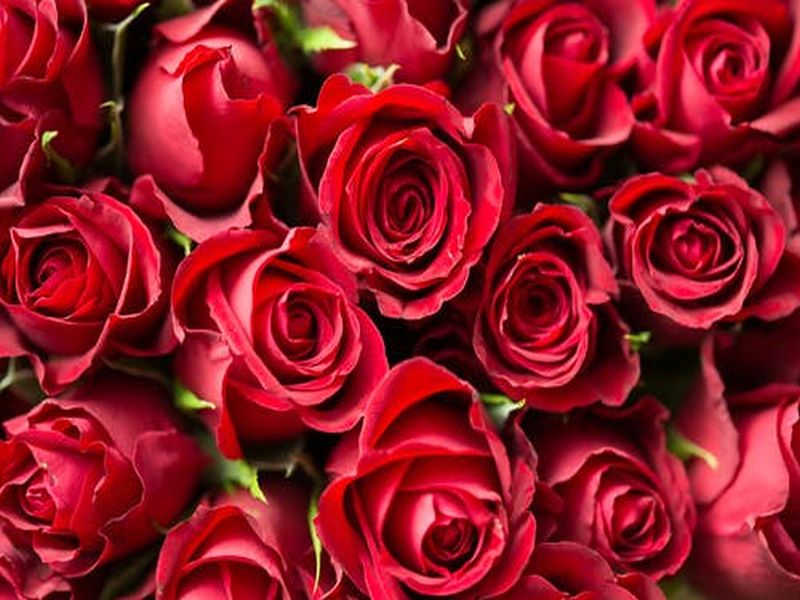 Rose day simple health benefits of roses | Rose Day : जोडीदाराला गुलाबाचे फूल देण्यासोबतच गुलाबाचे फायदेही जाणून घ्या!