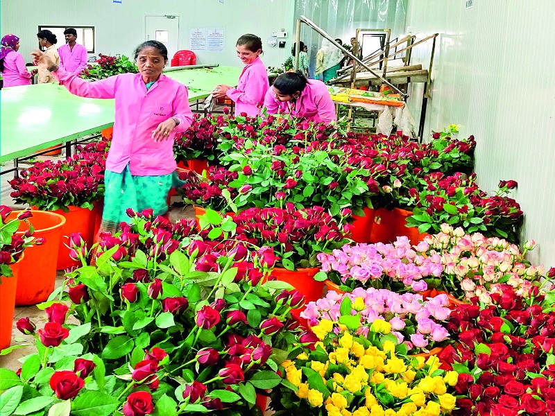 50 lakhs rose will be going to foreign country for 'Valentine's Day' | ‘व्हॅलेंटाइन डे’ ला मावळातून ५० लाख गुलाब जाणार सातासमुद्रापार