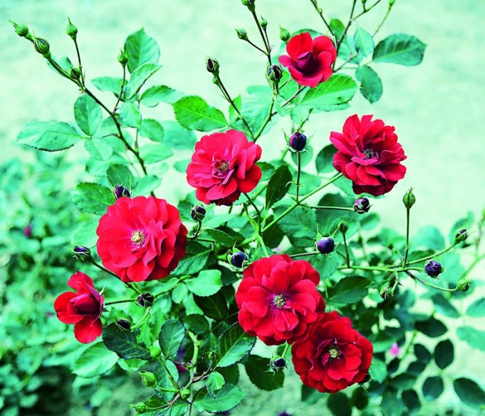 The largest 'Rose Garden' in central India was started in Raj Bhawan | मध्य भारतातील सर्वात मोठे ‘रोज गार्डन’ साकारले राजभवनात