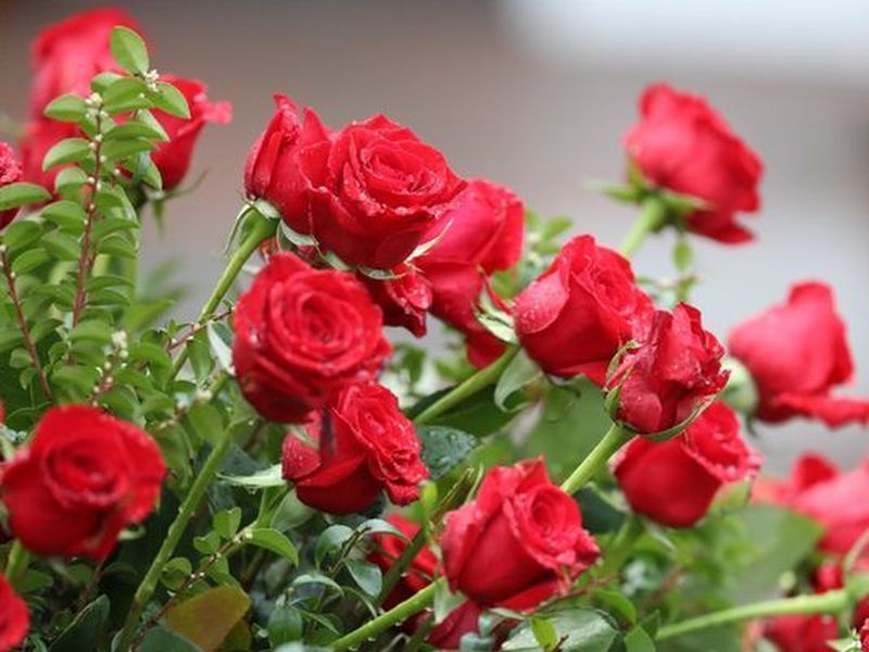 Valentine's Day: The demand for pink flowers has increased | व्हॅलेंटाइन डे : गुलाबाच्या फु लांना मागणीवाढली