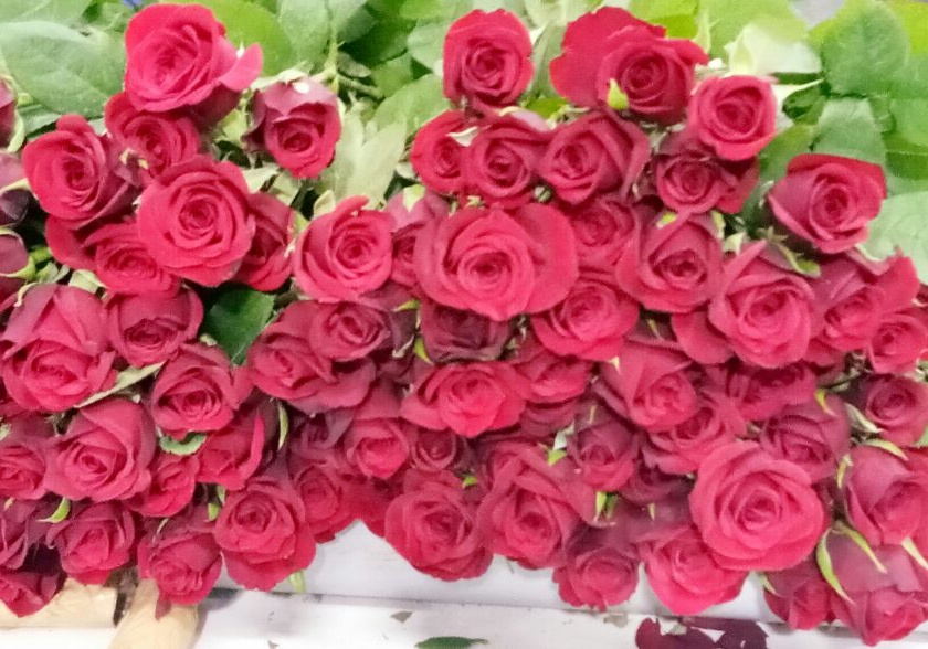 Valentine Day: 20 million flowers export from Kolhapur district, Red Golab Pardesi of Kondigrere | Valentine Day : कोल्हापूर जिल्ह्यातून २० लाख फुले निर्यात, कोंडीग्रेचे लाल गुलाब परदेशी