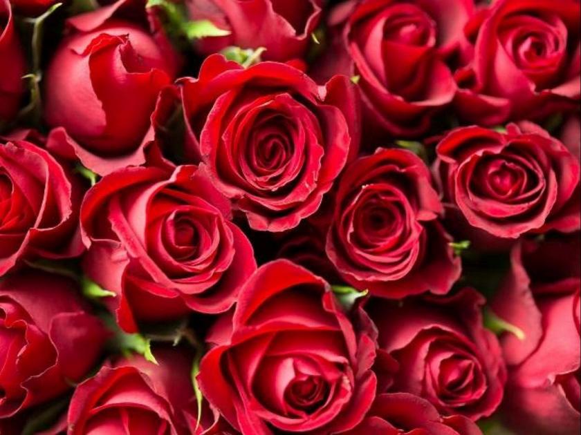 production of roses increased ahead of valentines day export started amp | कोरोनात कोमेजलेला गुलाब ‘व्हॅलेंटाइन’ला बहरणार; निर्यातीला सुरुवात, उत्पादनही वाढले