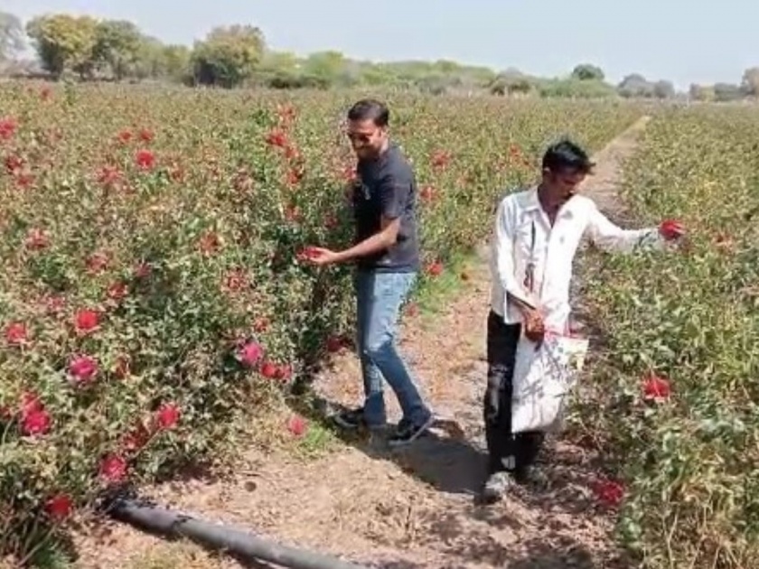 mba pass rose farmer kapil jain chose farming after leaving the package of 17 lakhs rajasthan | MBA पास व्यक्तीने 17 लाखांचं पॅकेज सोडून सुरू केली गुलाबाची शेती; आता करतो बक्कळ कमाई