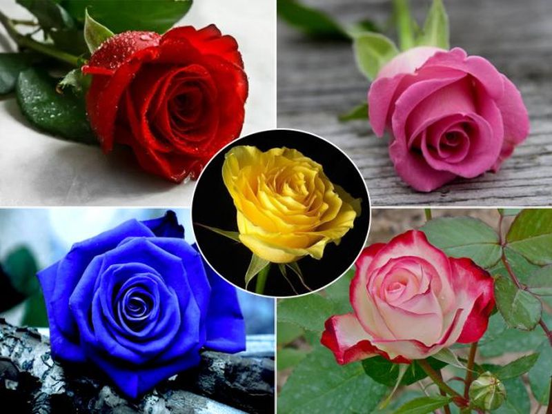 valentines day 2018 rose color reveals secret about your personality | Valentines Day 2018 : आवडत्या रंगाच्या गुलाबावरुन ठरतं व्यक्तिमत्त्व? तुम्हाला कोणता रंग आवडतो