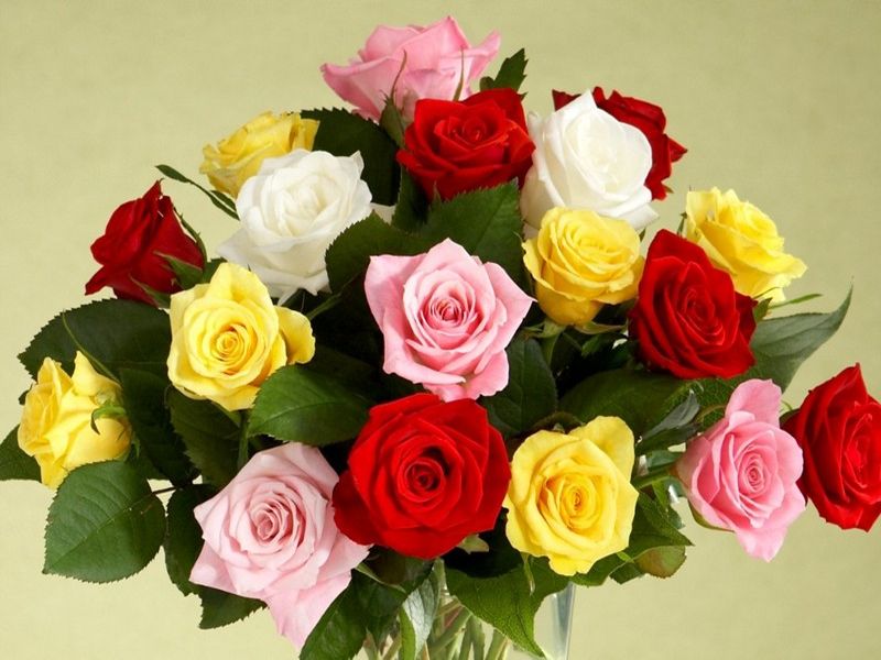 Rose Day 2018: valentine week 2018 rose day interesting facts | Rose Day 2018 : कोट्यवधी रुपयांचं आहे हे गुलाब, जाणून घ्या आणखी काही अशाच गोष्टी
