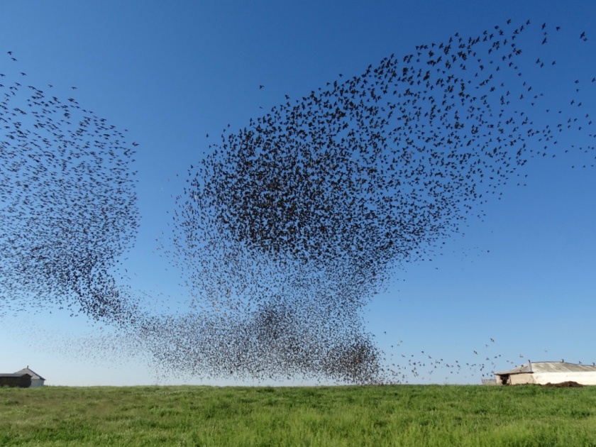 starling birds creates amazing 'clouds' in the sky.. | आभाळाला पंख हजार..