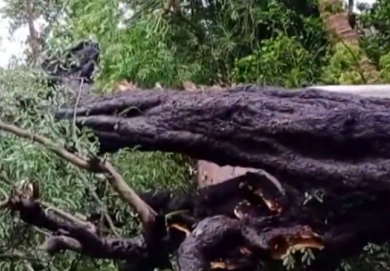 Child dies after falling from tree branch | अंगावर झाडाची फांदी पडून बालकाचा मृत्यू
