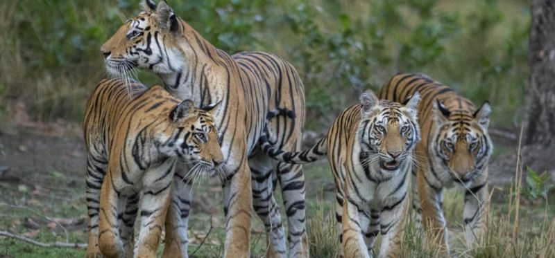 Five tigers to be released in Tiger Project in East Vidarbha | पाच वाघिणी पूर्व विदर्भातील व्याघ्र प्रकल्पात सोडणार