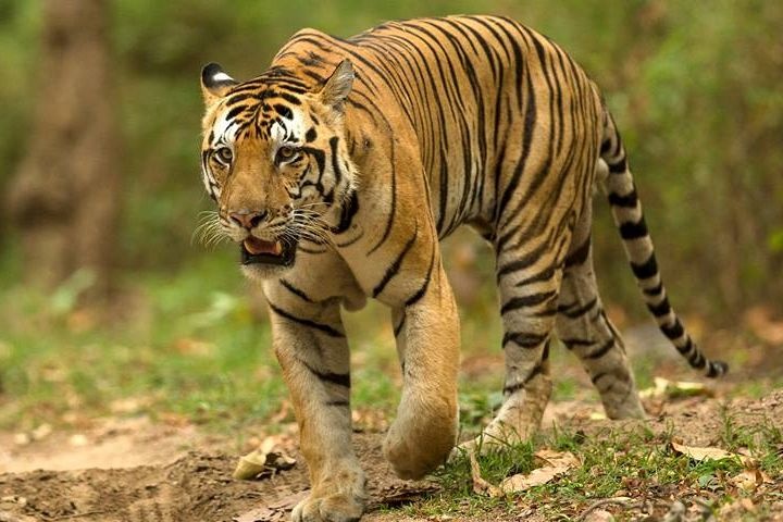 Farmers killed in a tiger attack at Naleswar in Chandrapur district | चंद्रपूर जिल्ह्यात नलेश्वर येथे वाघाच्या हल्ल्यात शेतकरी ठार