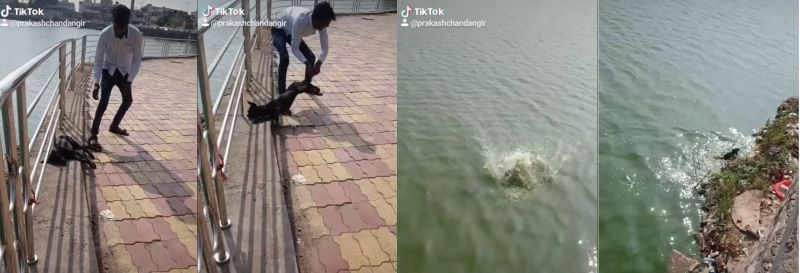 The dog had to be thrown into the pond by youth | कुत्र्याला तलावात फेकून व्हिडिओ काढणे पडले ‘त्याला’ महागात
