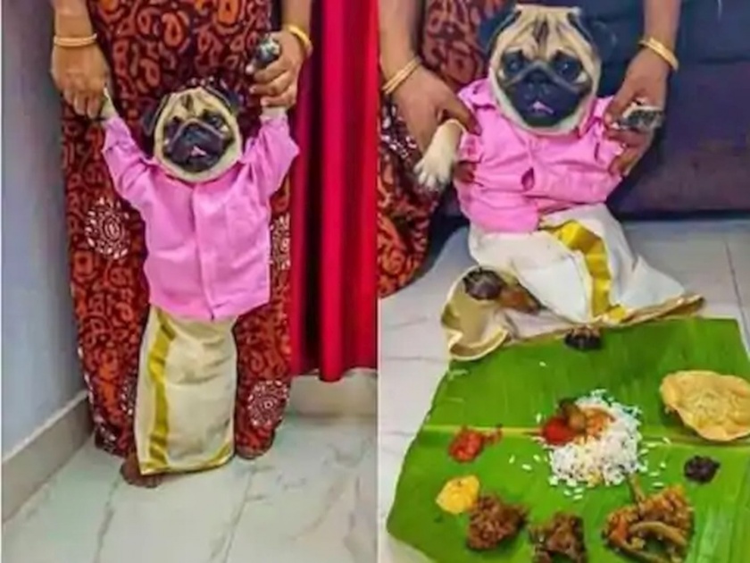 Wearing lungi and pink shirt dog groom kerala pet owner shares photo goes viral on social media | कमालच केली राव! कुत्र्यासाठी सुरू होता वधुचा शोध; अन् काश्मिरमधून आलं स्थळ