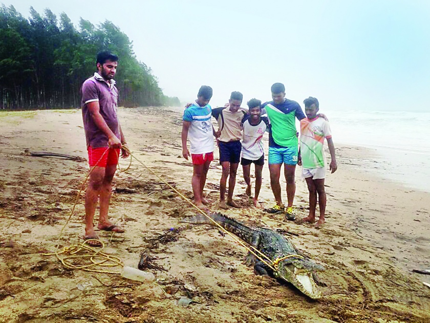 Ratnagiri: caught on the coast of Guhagar, but forest department left the dam | रत्नागिरी : गुहागर किनाऱ्यावर पकडली मगर, वनविभागाने सोडले धरणामध्ये