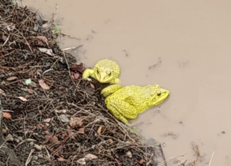 Rumors of yellow frog rain in Khamgaon! | ऐकावे ते नवलच...खामगावात पिवळ्या बेंडकांच्या पावसाची अफवा!