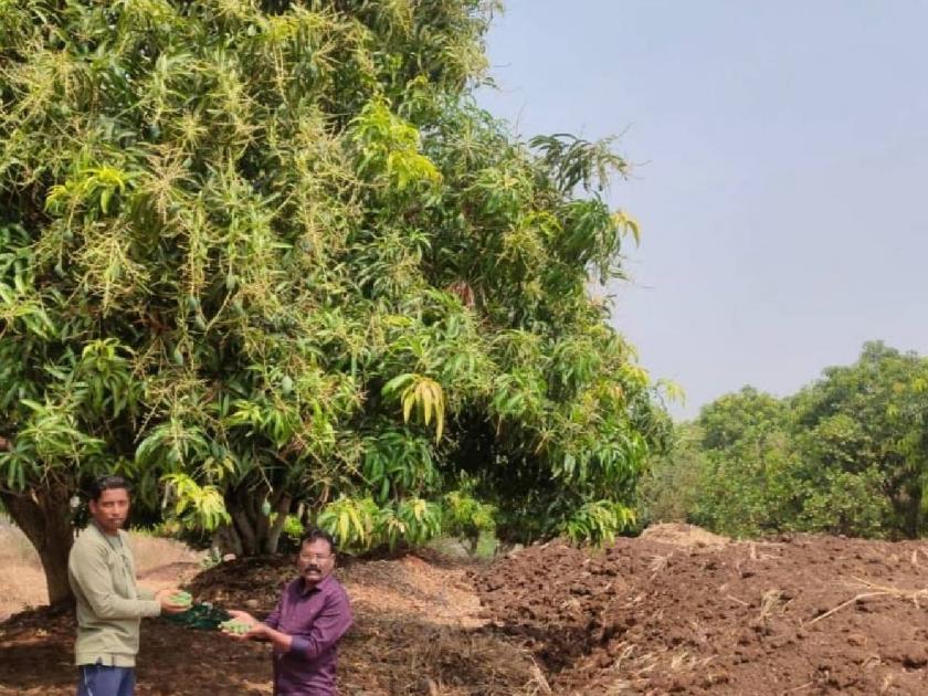 Damage to 54 hectares of nurseries with mangoes in the district due to unseasonal rain storm! | अवकाळी पावसाच्या वादळामुळे जिल्ह्यातील ५४ हेक्टरवरील आंब्यांसह नर्सरींचे नुकसान!