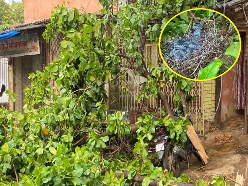 in ulhasnagar fire department workers helped chicks whose nest were broken | उल्हासनगरात तुटलेल्या झाडावरील पक्षांच्या पिल्लांना अग्निशमन विभागाकडून घरटे; पिल्लेही सुरक्षित