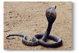 Have you ever seen a gnawing snake? | गरागरा फिरणारा साप पाहिलाय का ?