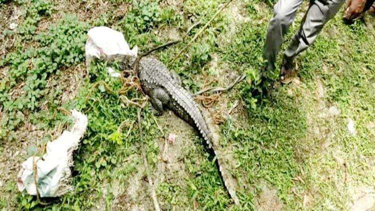 The crocodile was found in the garden area of the house, causing panic among the family in uttar pradesh | घरासमोरील गार्डनमध्ये आढळली मगर, कुटुंबीयांमध्ये घबराट