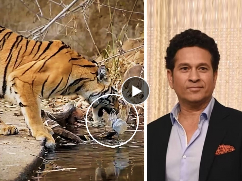 Viral Video of Tiger removing plastic bottle from water teaching us says Sachin Tendulkar via special tweet | "त्या वाघिणीकडून आपणही शिकलं पाहिजे..."; सचिन तेंडुलकरचं व्हायरल व्हिडीओवर खास ट्विट
