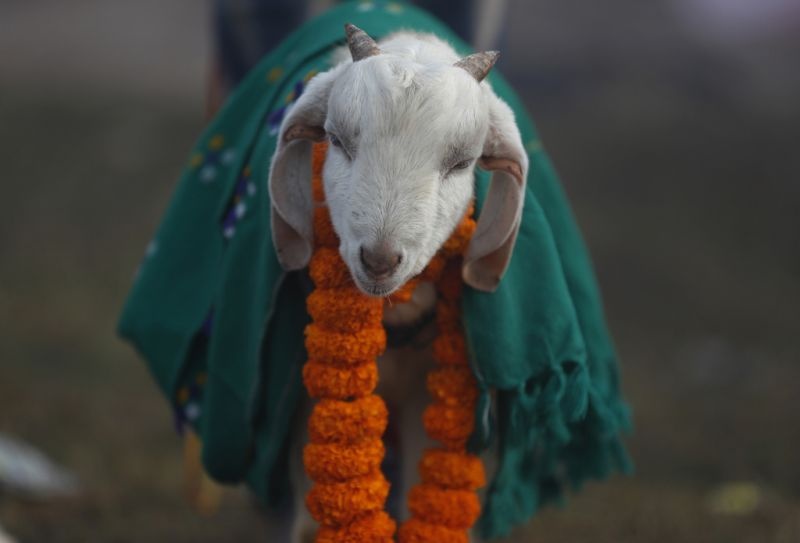 Animal sacrifice stopped at the temple of Kamathi near Nagpur | नागपूर नजीक कामठीच्या मंदिरात रोखला पशुबळी