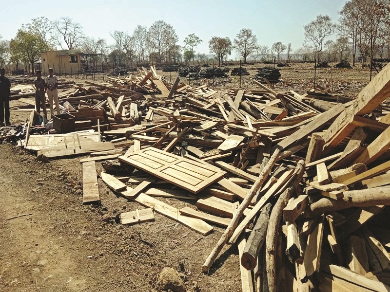 Forest Department's 'Operation Blue Moon'; 50 lakhs of seawak wood and furniture seized in chikhali | वनविभागाचे चिखलीत ‘आॅपरेशन ब्लू मून’; ५० लाखांचे सागवानी लाकूड व फर्निचर जप्त