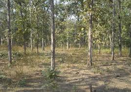     After the slaughter of savory trees in Akola central jail area, theft |  अकोला मध्यवर्ती कारागृह परिसरातील सागवान वृक्षांची कत्तल करून चोरी