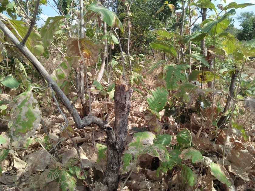 Illegal slaughter of trees in the forest | जंगलातील सागवान वृक्षांची अवैध कत्तल