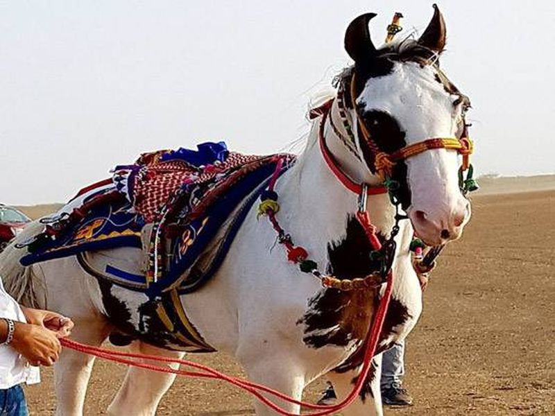 Owner refuses Salman Khan Rs 2 crore offer for rare breed horse | 'या' घोड्यासाठी सलमानने लावली २ कोटींची बोली; त्यावरचं मालकाचं उत्तर ऐकून चक्रावून जाल!