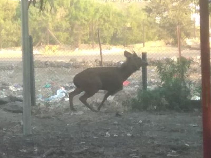 deer found in bhigwan pune | लोकवस्तीत आलेल्या सांबराला पाहायला लोटला जनसमुह