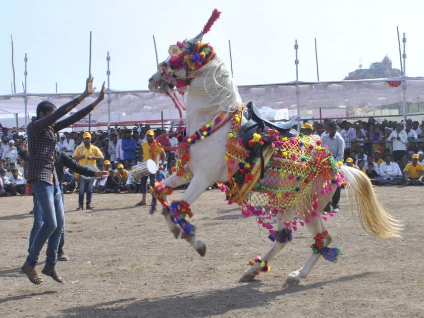 Horse show in Devgad Yatra; Hurricanes are heavier than lush vehicles | देवगड यात्रेतील अश्व प्रदर्शन; अलिशान वाहनांपेक्षाही अश्वांचा रूबाब भारी