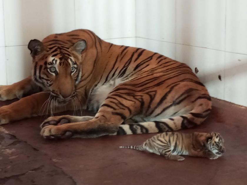 Good news for Chhatrapati Sambhajinagarkar; Samruddhi tiger gave birth to a calf | छत्रपती संभाजीनगरकरांसाठी खुशखबर; समृद्धी वाघिणीने दिला एका बछड्यास जन्म