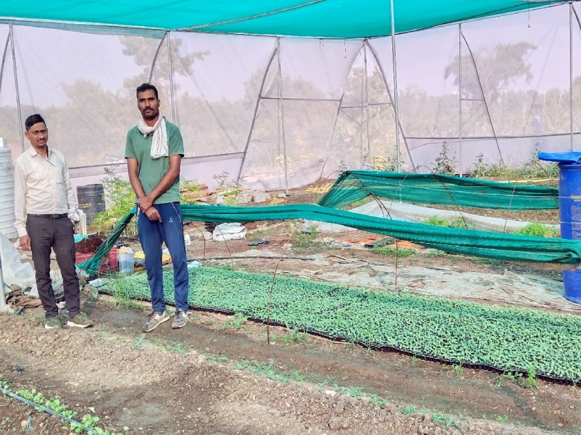 Nagpur's suchit thakre start vegetable nursery by quitting his job and got financial upliftment | पुण्यातील नोकरी सोडली, गावातच समृद्धी शोधली; रोपवाटिकेतून साधली प्रगती