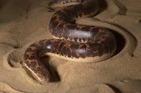 mandul snake sieze and give life | स्थानीक गुन्हे शाखेकडून मांडूळ सापास जिवदान