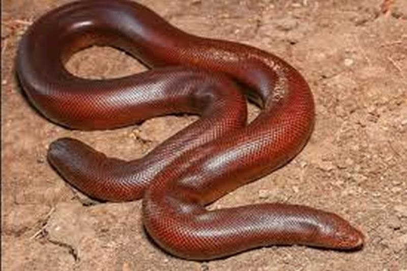 Sand boa snake smuggler arrested in Akola | मांडूळ जातीच्या सापाची तस्करी करणारा अटकेत