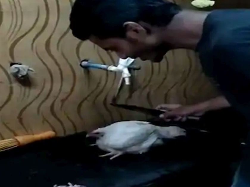 video viral chicken says no no after man asks should i cut you | VIDEO: तुला कापू का..? कोंबडी म्हणते 'नको, नको'; सोशल मीडियावर व्हिडीओ तुफान व्हायरल