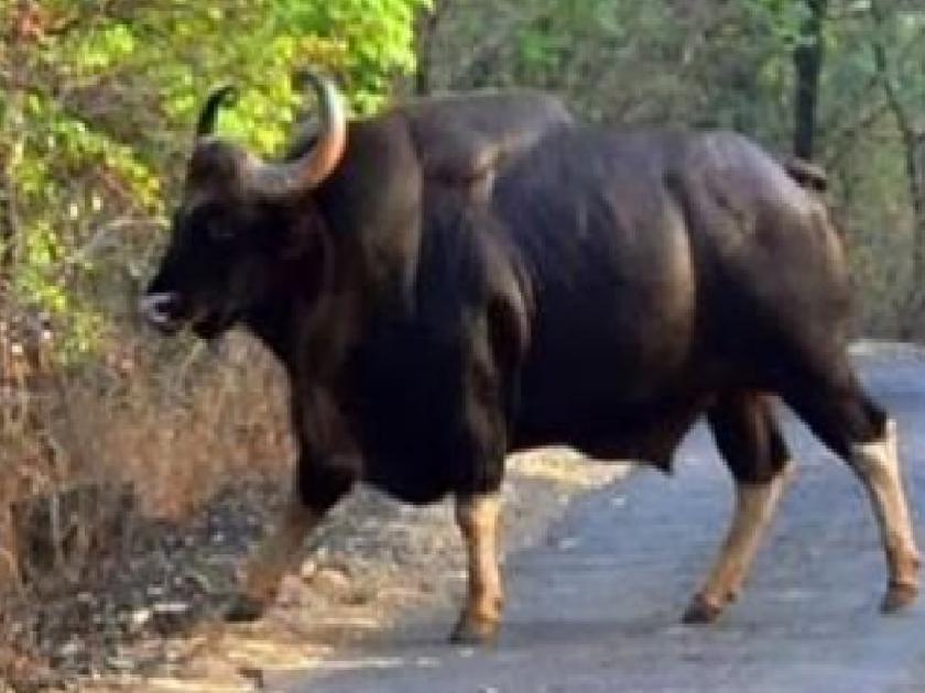 Re entry of Gaur in Sangli district Visit of a herd of cows in Thanapude Chikurde area | सांगली जिल्ह्यात गव्याची पुन्हा एन्ट्री; ठाणापुडे, चिकुर्डे परिसरात गव्यांच्या कळपाचे दर्शन