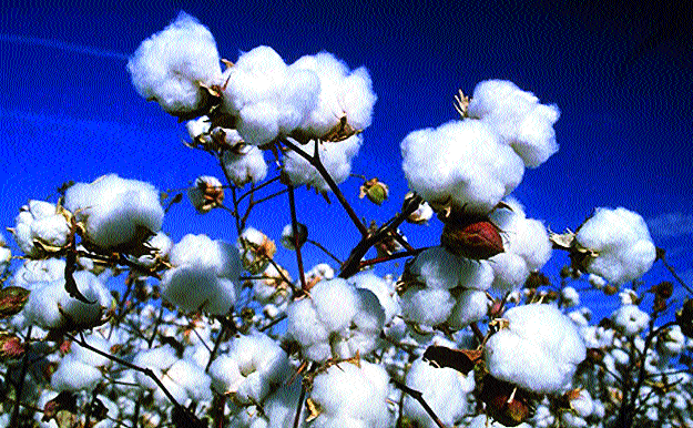 Textile crisis due to cotton stockpile | कापसाच्या साठेबाजीमुळे वस्त्रोद्योग संकटात