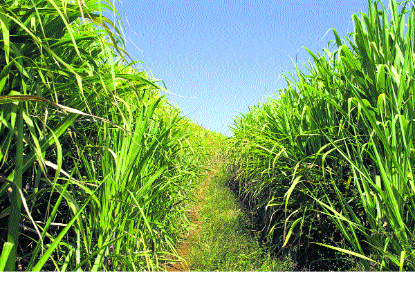 Production of sugar is one crore quintals | साखर उत्पादन १ कोटी क्विंटलकडे