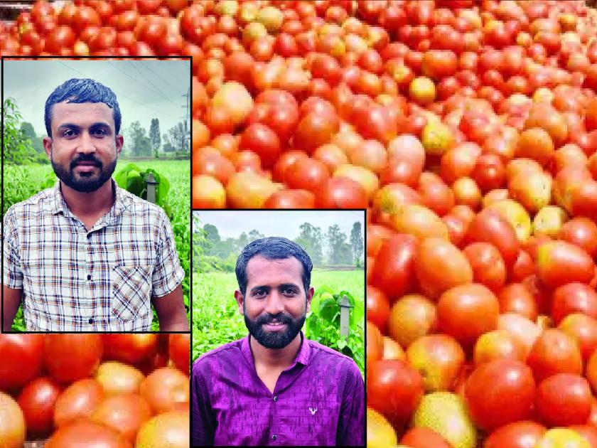 A farmer in Takli Bolwad of Sangli district got 10 lakhs from thirty bunches of tomatoes | Sangli: शेतकरी मालामाल! तीस गुंठे टोमॅटोतून मिळाले दहा लाख!, टाकळी-बोलवाडमधील शेतकऱ्यांची यशोगाथा 