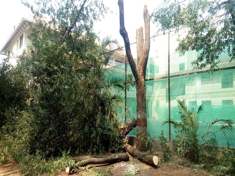 slaughter of trees in sangli | सांगलीच्या आमराई उद्यानात झाडांची कत्तल 