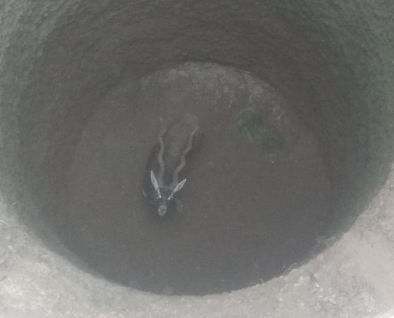 Deer for two days in a dry well | कोरड्या विहिरीत दोन दिवसापासून काळवीटाची मृत्यूशी झुंज