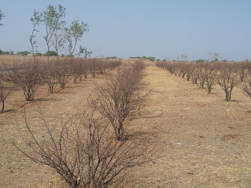 Wasted 3000 acres of pomegranate due to lack of water | पाण्याअभावी ३००० एकर डाळिंबबागा जतमध्ये वाया