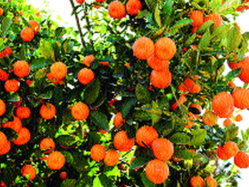 In the month of January to be the World Orange Festival | जागतिक संत्रा महोत्सव होणार जानेवारी महिन्यात